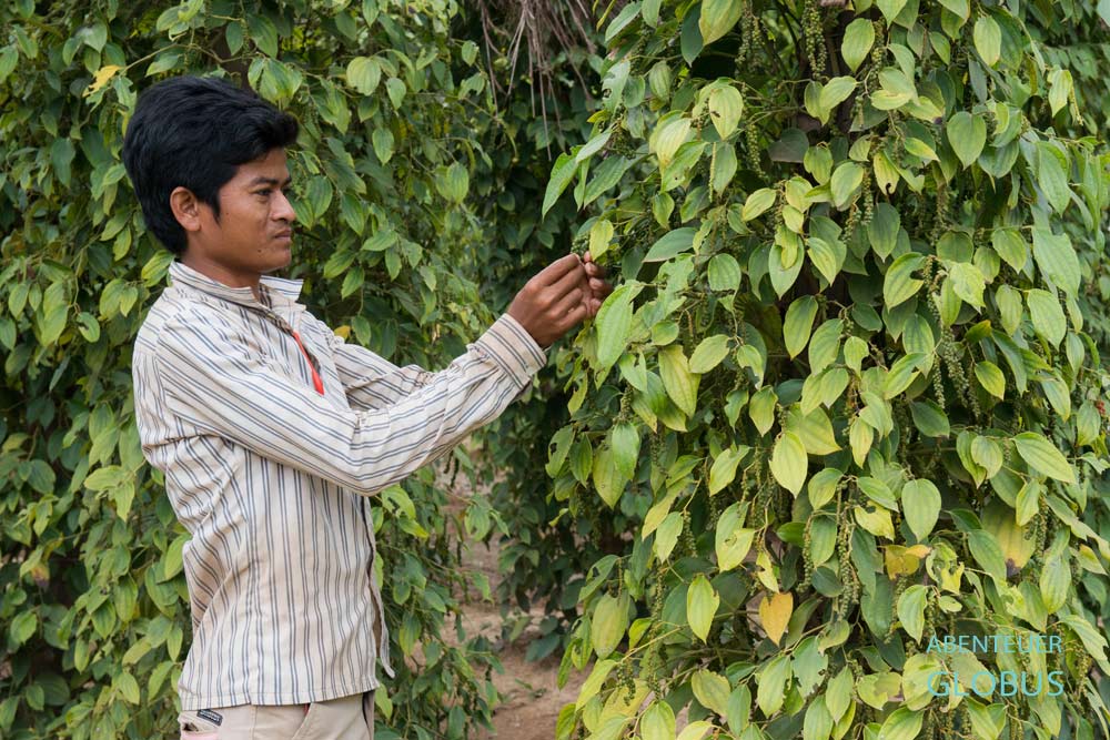 Ein Mann erntet Pfefferkörner und Pfefferrispen in Sothy's Pepper Farm in Kep in Kambodscha.