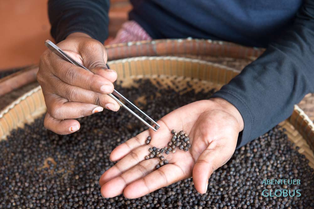 Kep in Kambodscha: Eine Frau sortiert schwarze Pfefferkörner in Sothy's Pepper Farm