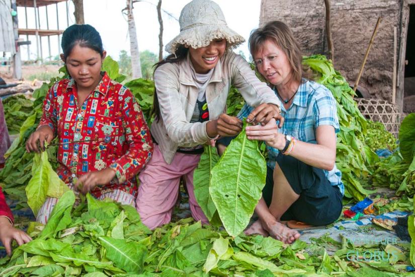 Tipps für die Insel Koh Trong in Kratie: Rundtour mit Tabakernte