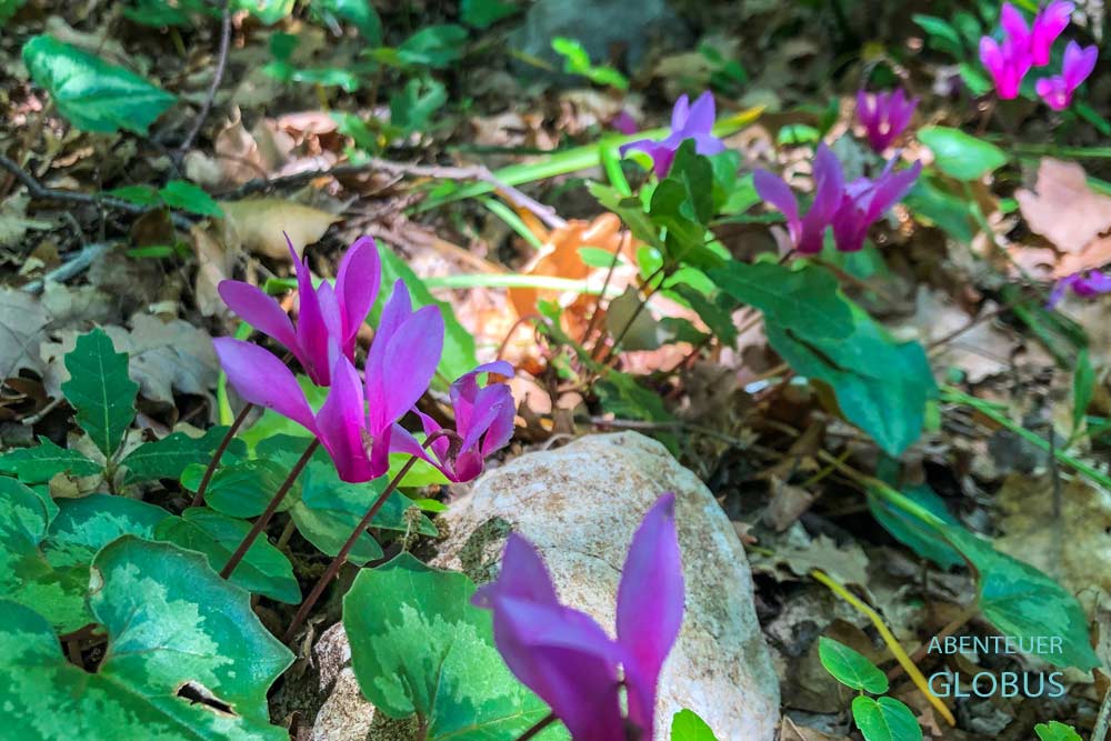 Zwischen Labin und Rabac: Alpenveilchen am Wanderweg der Göttin Sentona (Sentonina Staza) 