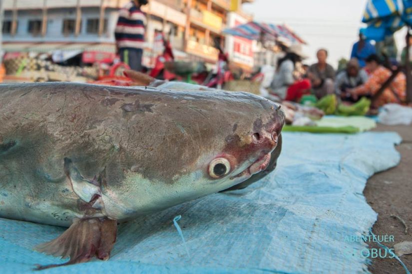 Stung Treng in Kambodscha: Frischer Fisch (Wels) auf dem Morgenmarkt