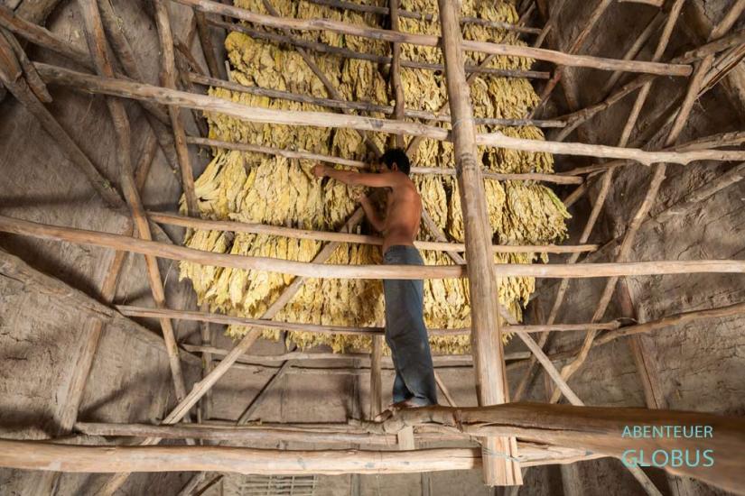 Tipps für Kratie und die Insel Koh Trong: Bauern bei der Trocknung von Tabak
