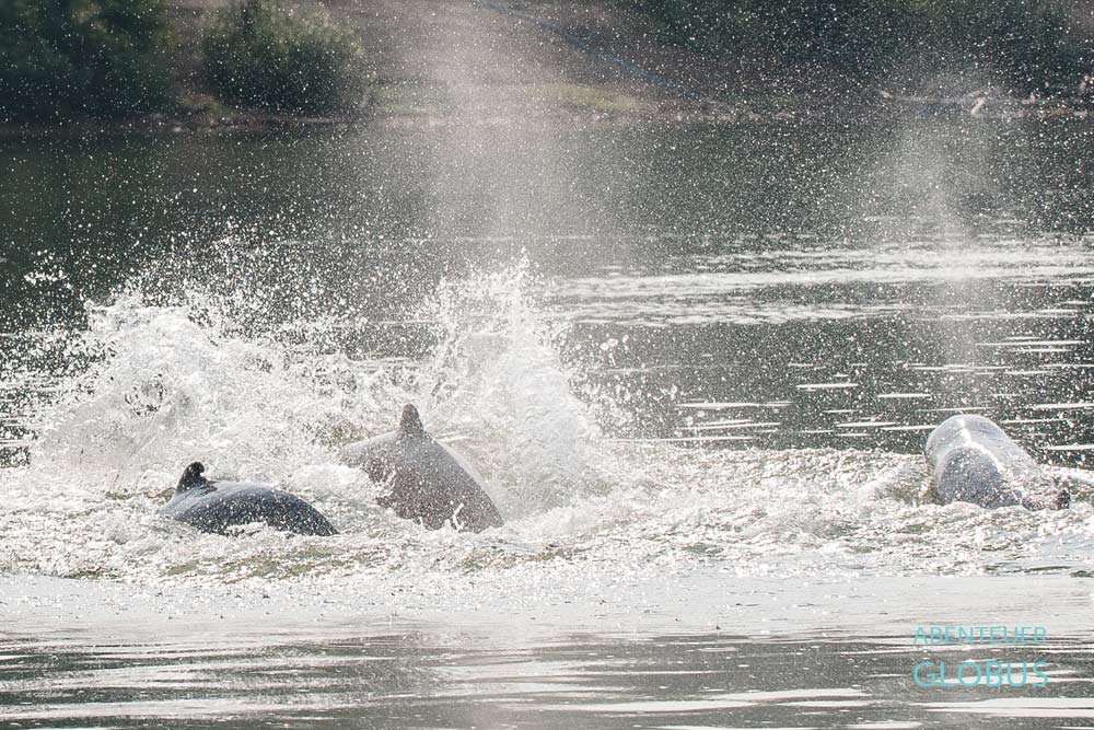 Tipps für Kratie: Ausflug zu den Irrawaddy-Delfinen in Kampi