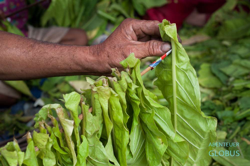 Tipps für Kratie und Koh Trong. Tabakbauern fädeln die Tabakblätter zum Trocknen auf.
