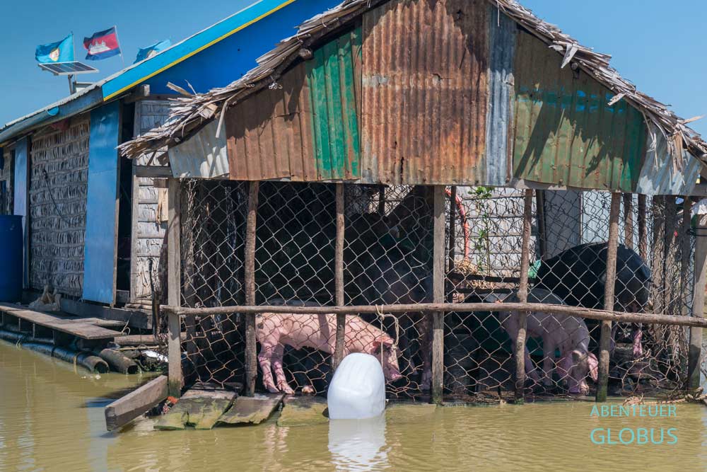 Pursat: "Wasserschweine" im schwimmenden Dorf Kampong Luong auf dem See Tonle Sap