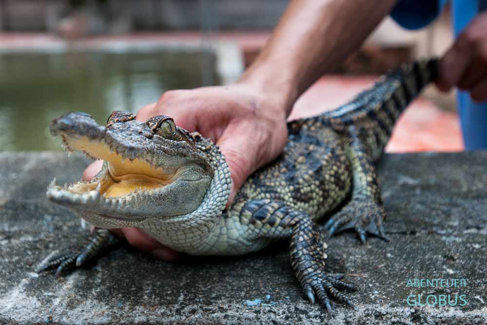 Ein Mann zeigt den Besuchern ein junges Krokodil, die mit einer Bootstour auf dem Tonle Sap unterwegs sind.