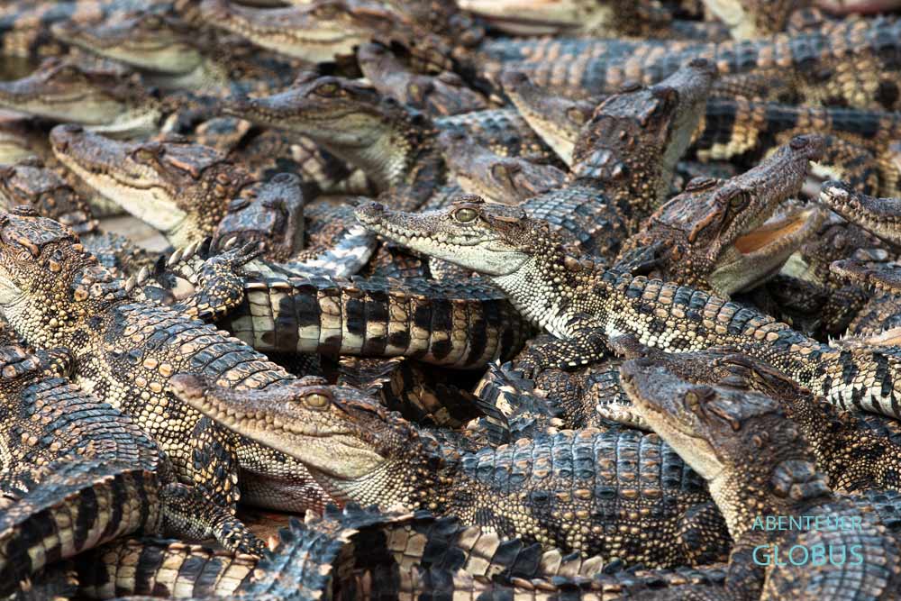 Krokodilfarm auf dem Tonle Sap: Die Farm gehört zum Programm einer Tagestour.