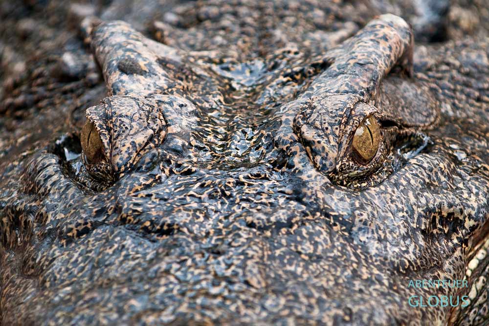 Bootsfahrt auf dem Tonle Sap. Besuch einer Krokodilfarm