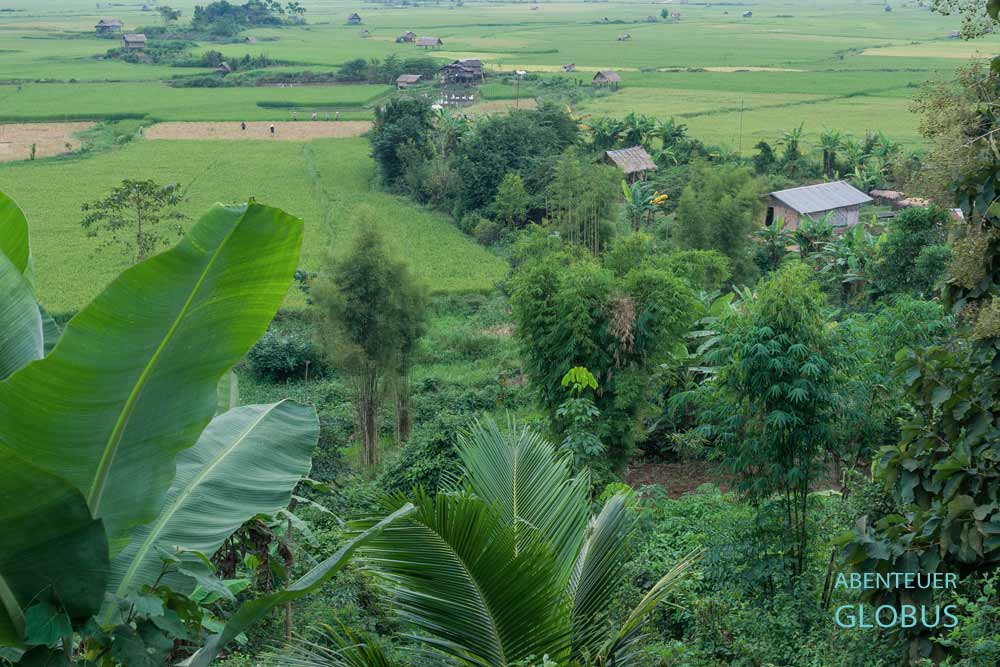 Champasak: Grüne Reisfelder in der Umgebung