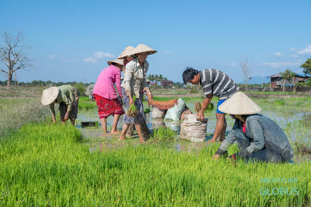 Tipps für Champasak in Laos: Bauern auf dem Reisfeld