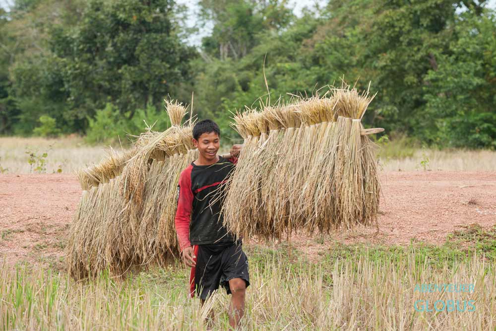 Laos: Bauer bei der Reisernte in Champasak