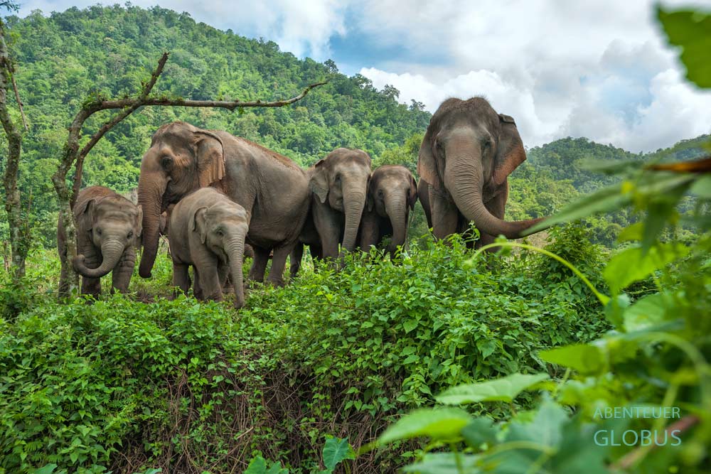 Elephant Nature Park von Sangduen Lek Chailert: Tipps, Erfahrungen, Touren und Preise