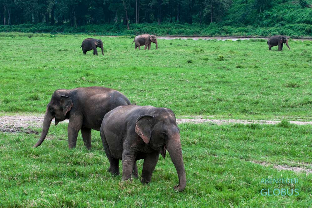 Freilaufende Elefanten im Elephant Nature Park von Sangduen Lek Chailert