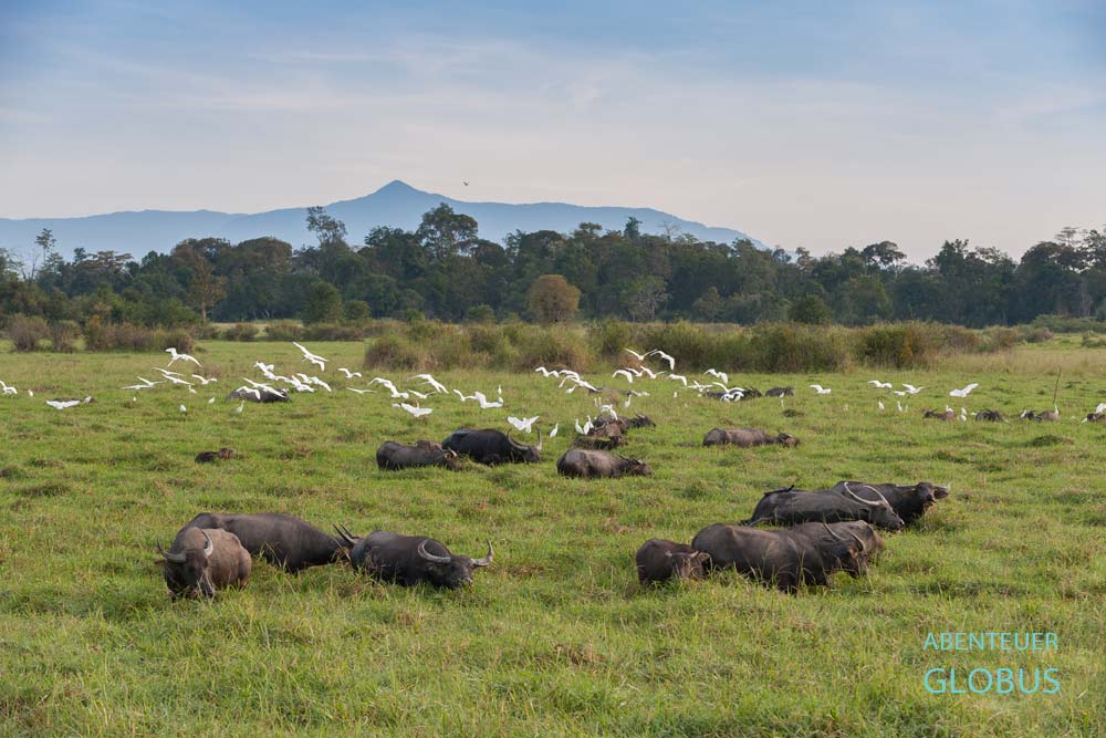 Nationalpark und Naturschutzgebiet Xe Pian, Wasserbüffel und Reiher im Feuchtgebiet Beung Kiat Ngong
