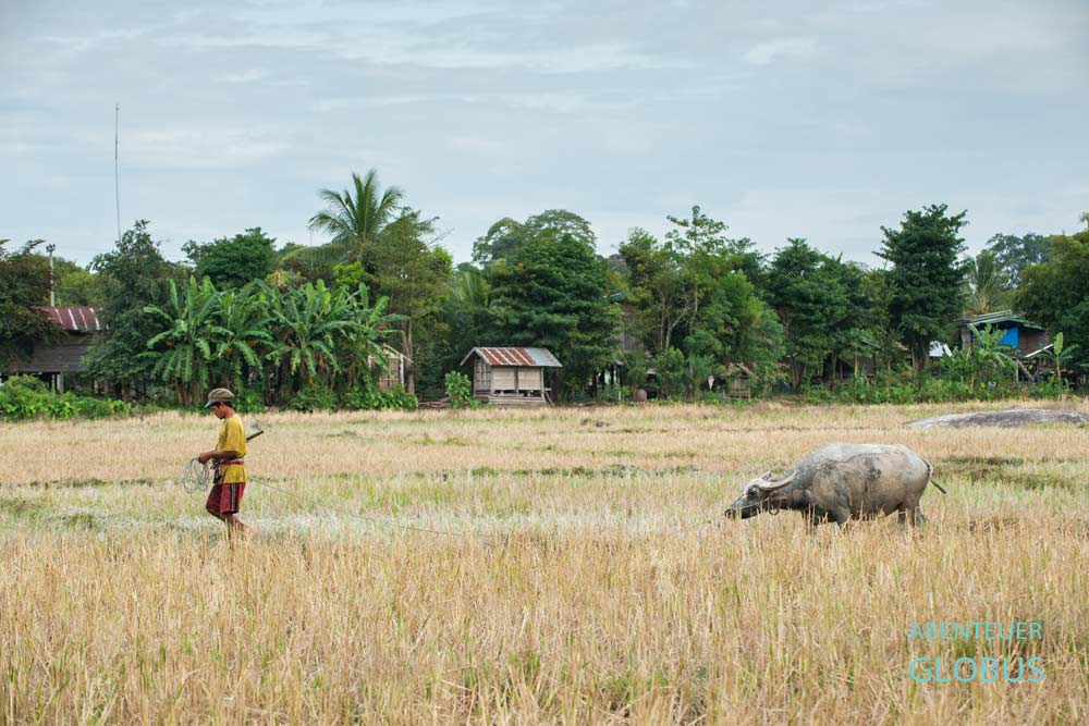 Nationalpark und Naturschutzgebiet Xe Pian, Feuchtgebiet Beung Kiat Ngong, Wasserbüffel im Reisfeld
