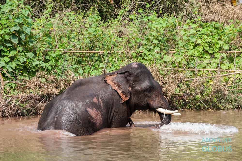 Tipps für Luang Prabang in Laos: Elefantencamp, Elefant badet im Fluss.
