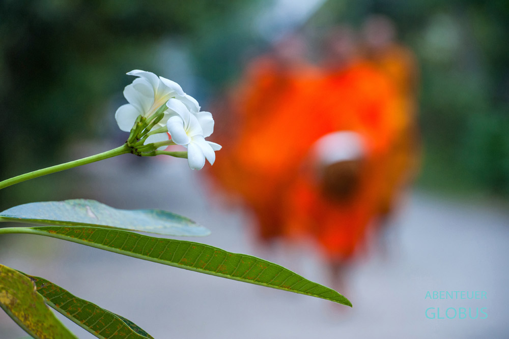 Tipps für Luang Prabang: Almosengang der Mönche und Novizen am Morgen