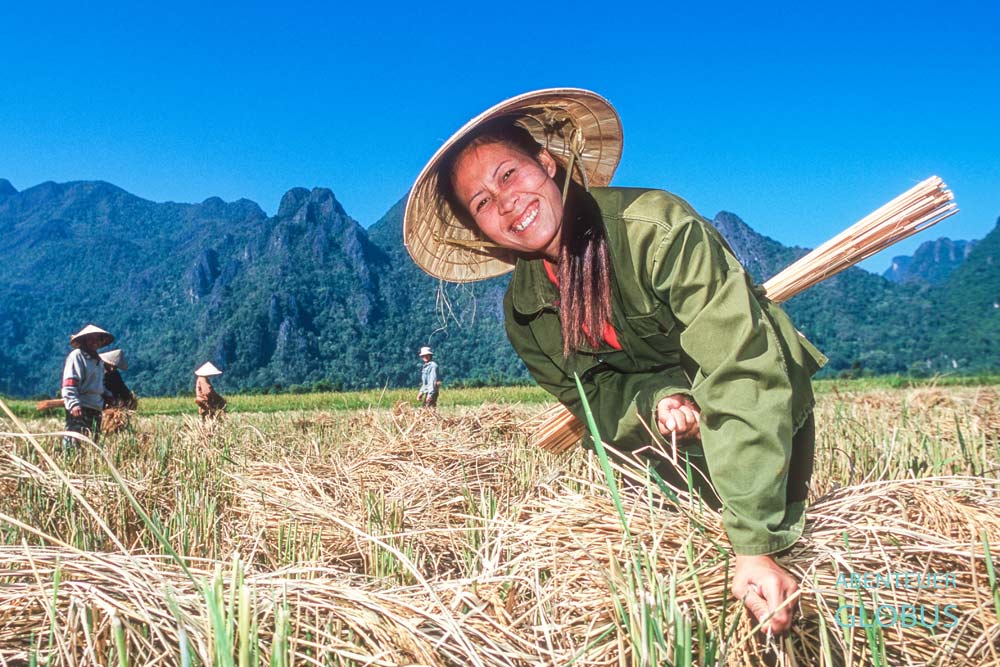 Tipps für Vang Vieng: Frauen bei der Reisernte zwischen den Karstfelsen
