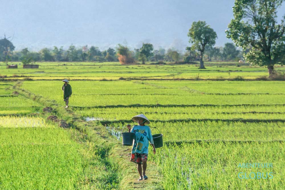 Vang Vieng: Bauern in grünen Reisfelder im Oktober