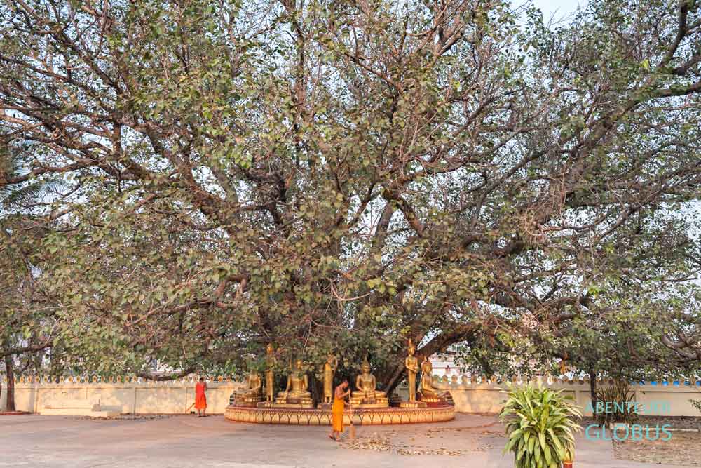 Tipps und Sehenswürdigkeiten für Vientiane: Gigantischer Bodhi-Baum am Nationalheiligtum Wat Phra That Luang