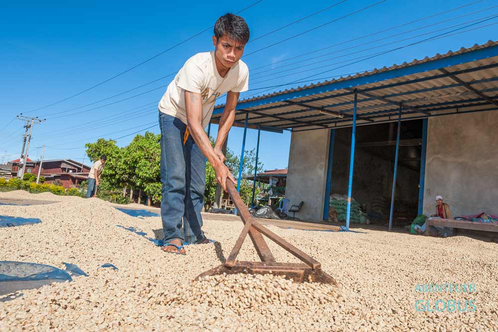 Tipps für Paksong und das Bolaven-Plateau in Laos: In den Höfen der Laoten trocknen die Kaffeebohnen in der Sonne.