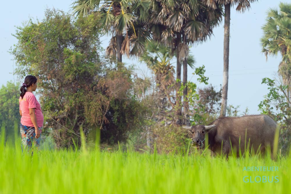 Bei Champasak: Frau mit Wasserbüffel im Reisefeld auf der Insel Don Daeng