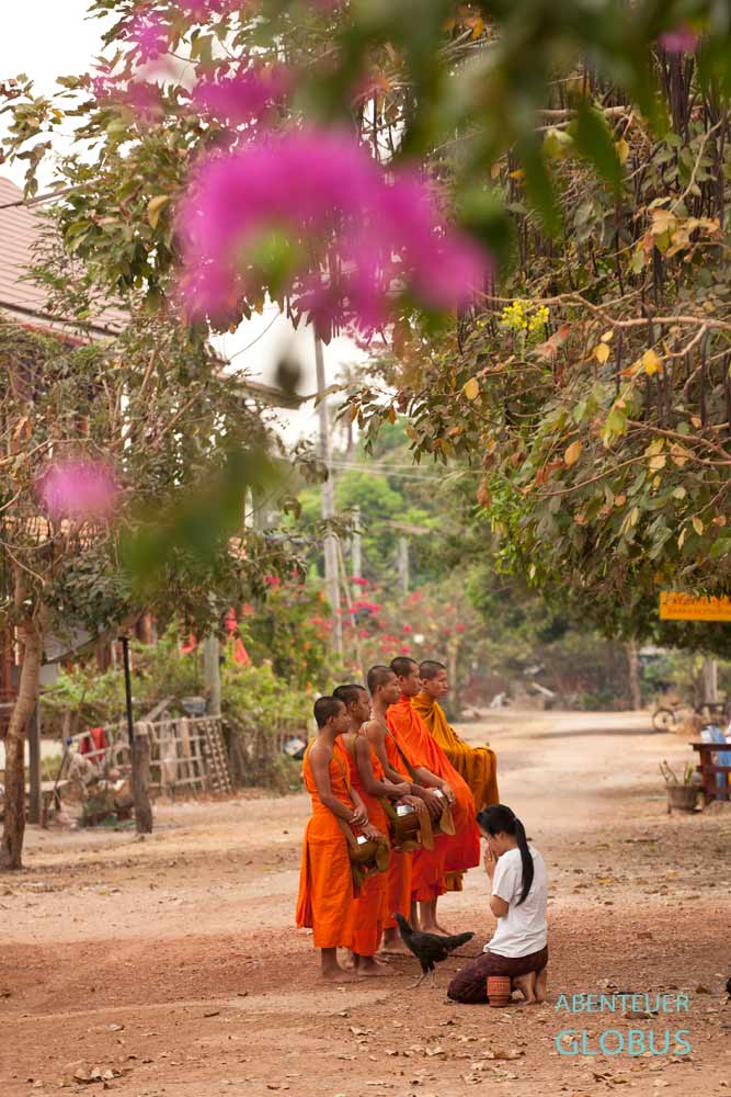 Eine Frau betet vor buddhistischen Mönchen, die morgens im Dorf Muang Khong auf Almosengang sind.