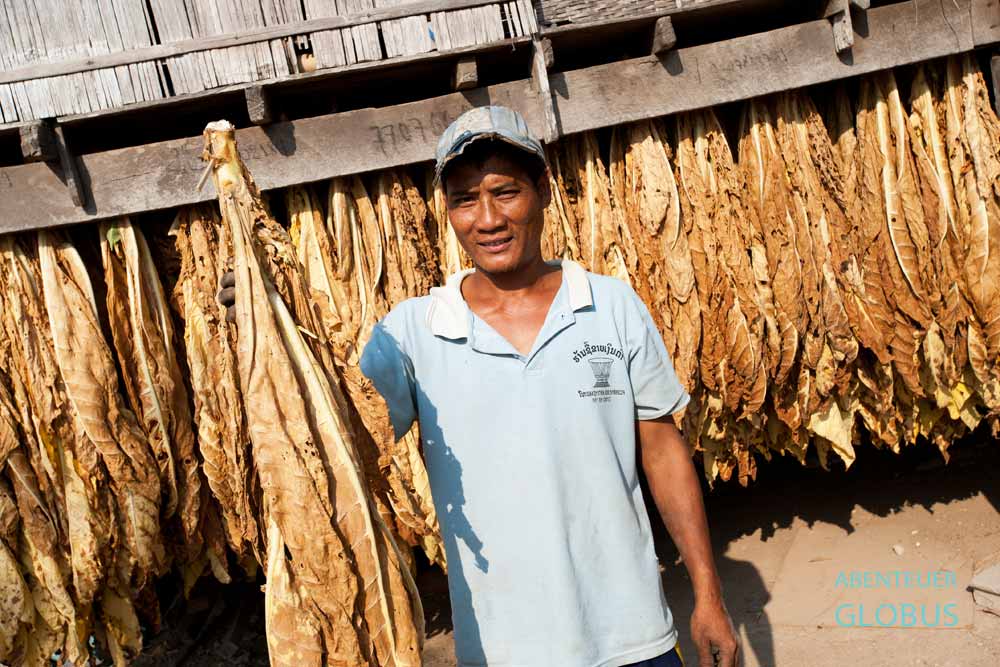Bauer zeigt getrocknete Tabakblätter auf der Insel Don Khong, Laos.