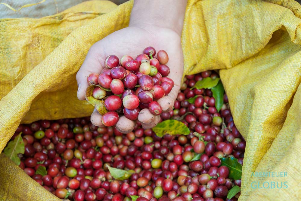 Paksong und das Bolaven-Plateau in Laos: Rote Kaffeekirschen