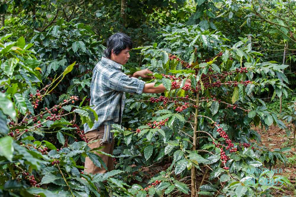 Paksong und das Bolaven-Plateau: Bauer prüft die Kaffeekirschen auf seiner Kaffeeplantage.