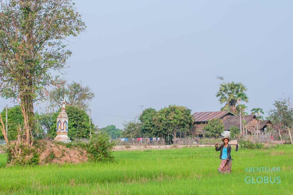 Frau im grünen Reisfeld auf der Insel Don Khong, im Hintergrund ein Wohnhaus.