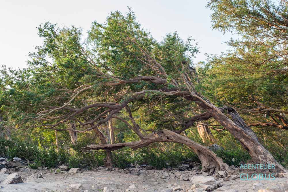 Schiefe Bäume in Si Phan Don (4000 Inseln), geformt durch die Strömung des Mekong während der Regenzeit in Laos.