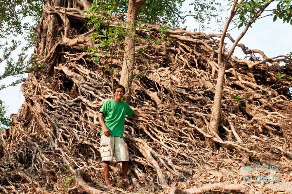 Mann steht vor Luftwurzeln eines Banyan-Baumes in Si Phan Don, Laos.