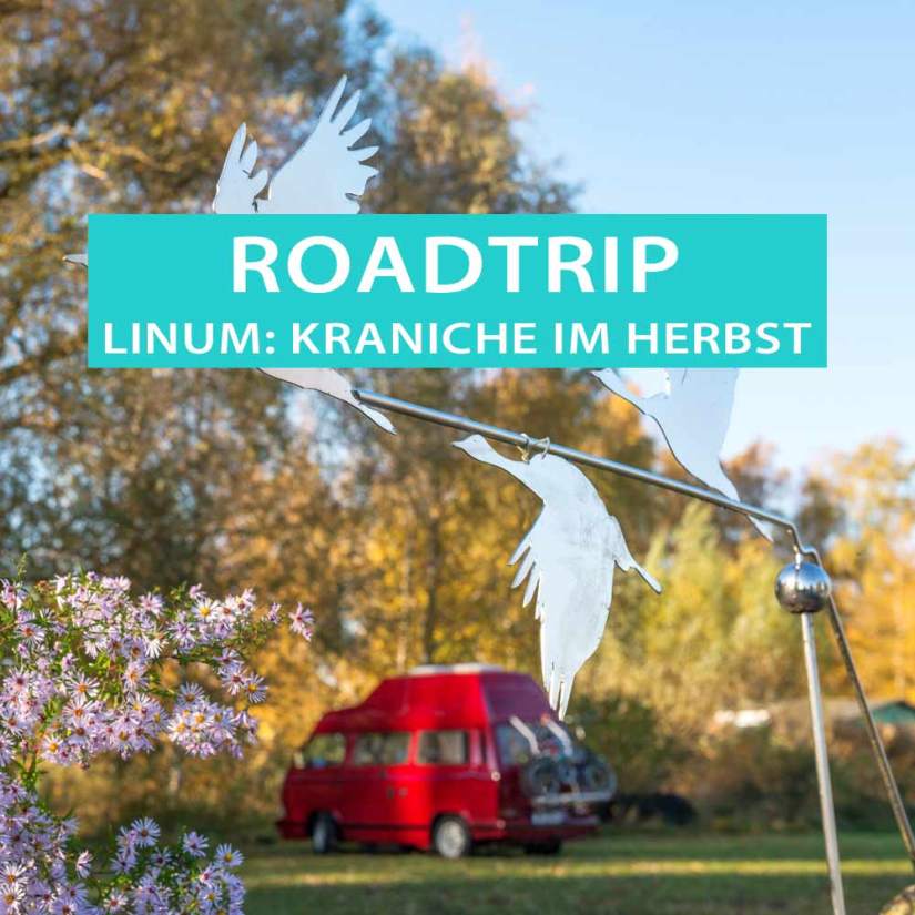 Mit dem Wohnmobil in Linum auf dem Campingplatz campen und Kraniche beobachten.