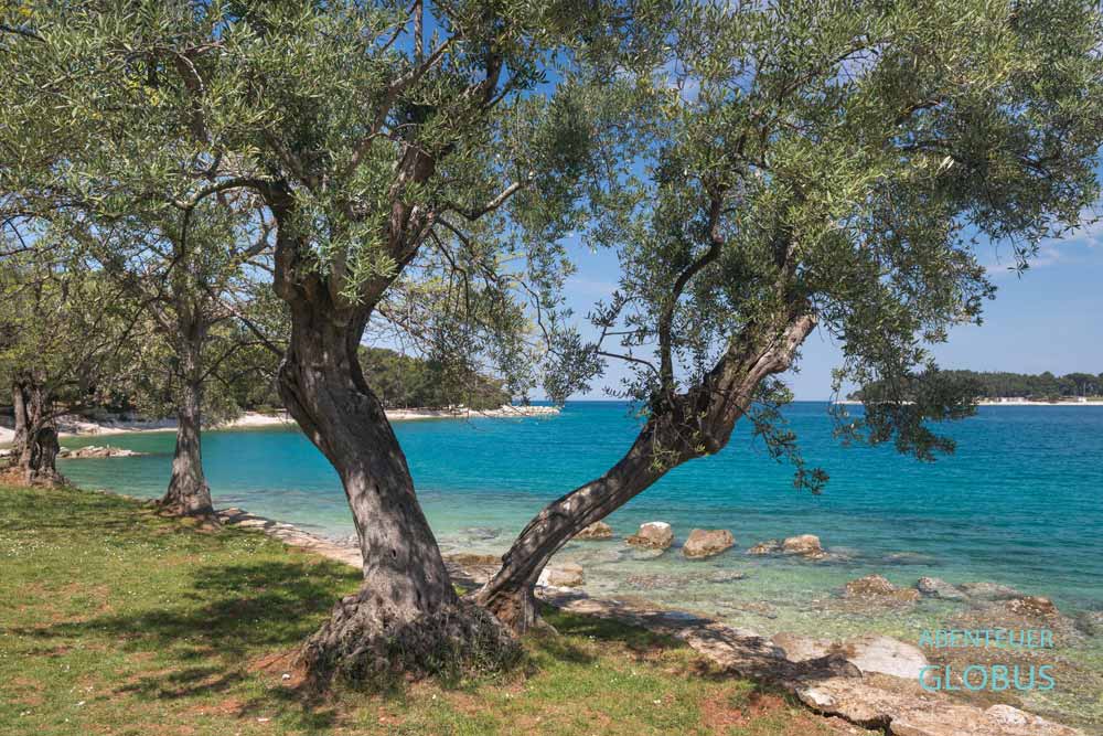 Bucht Lone im Waldpark Goldenes Kap (Zlatni Rt) in Rovinj auf der Halbinsel Istrien in Kroatien