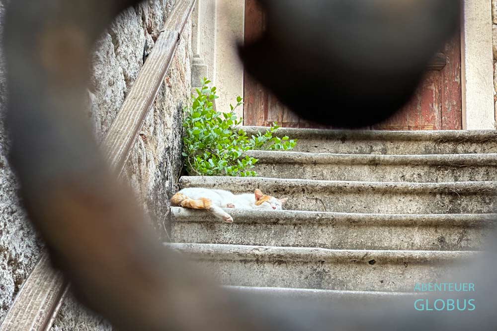 Kotor ist die Stadt der Katzen.