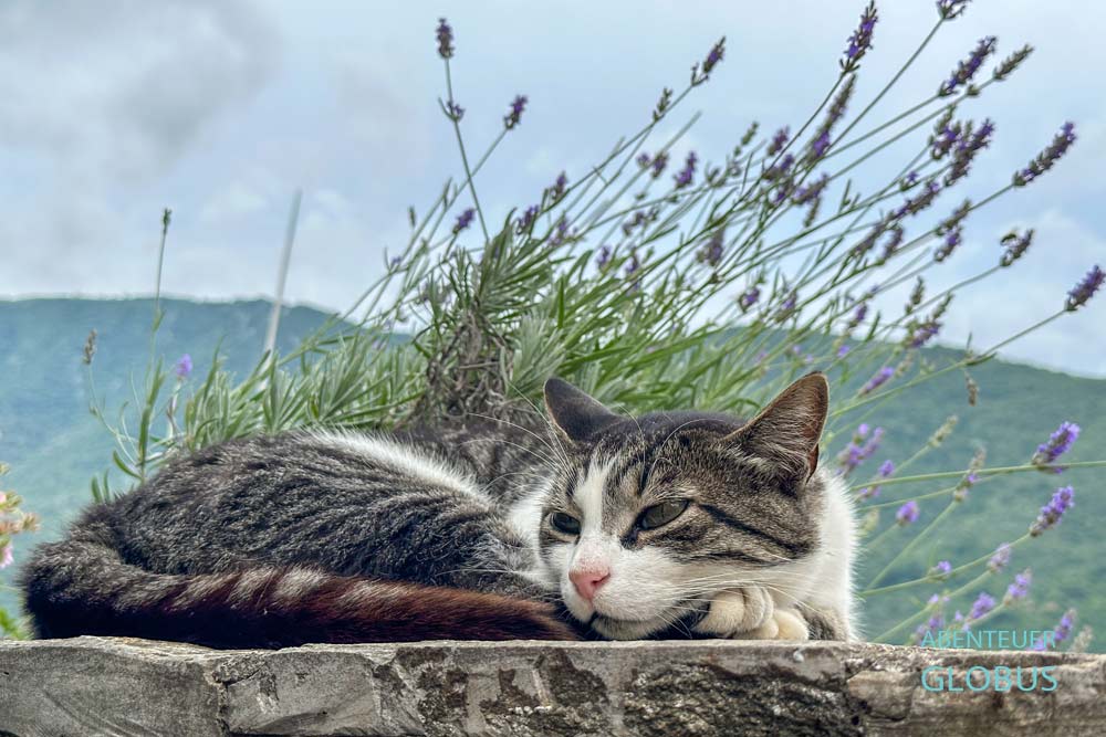 Katze in Perast
