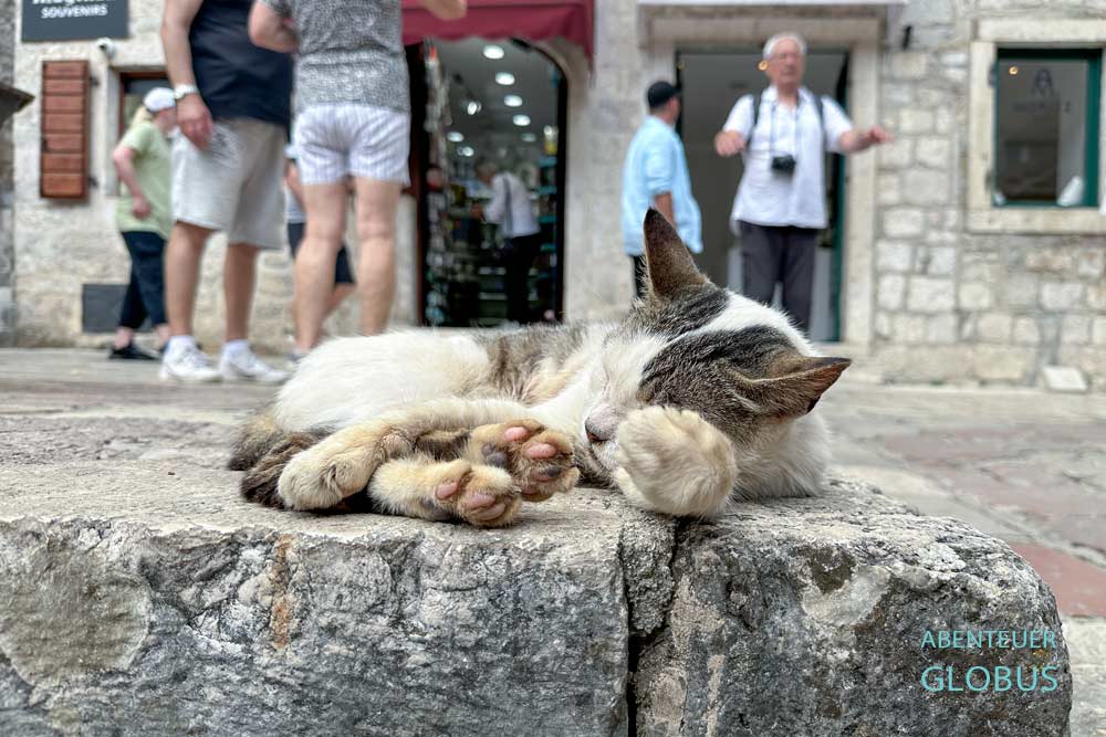Schlafende Katze in Kotor