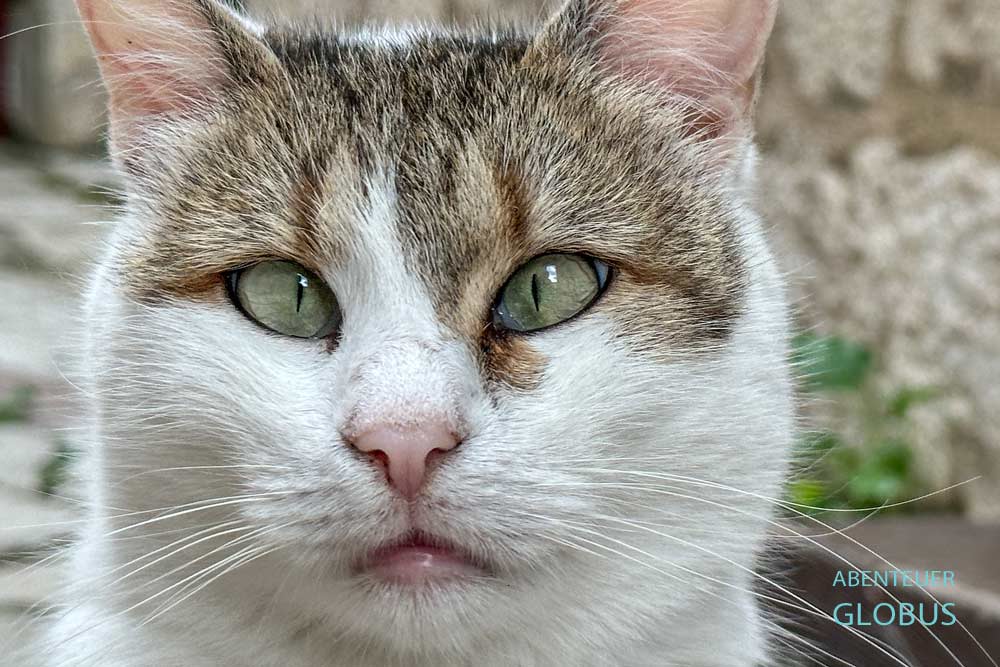 Katze in der Katzen Stadt Kotor