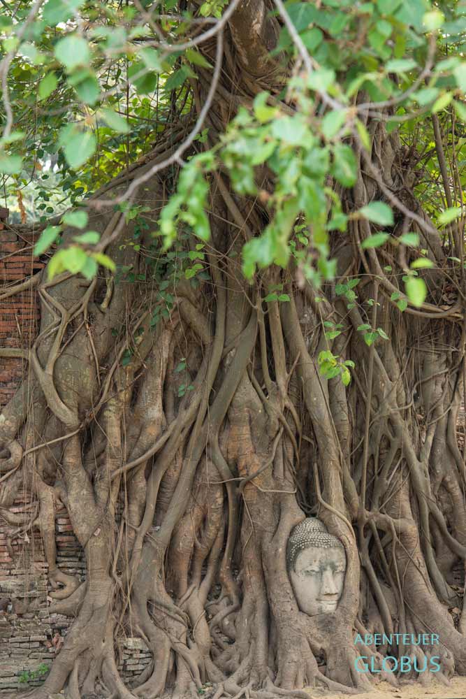 Brühmter Buddha-Kopf in der Tempelanlage Wat Mahathat 