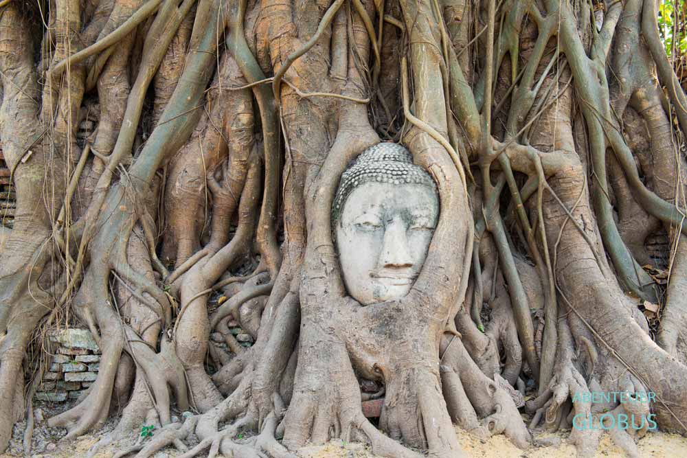 Eingewachsener Buddha-Kopf im Tempel Wat Mahathat