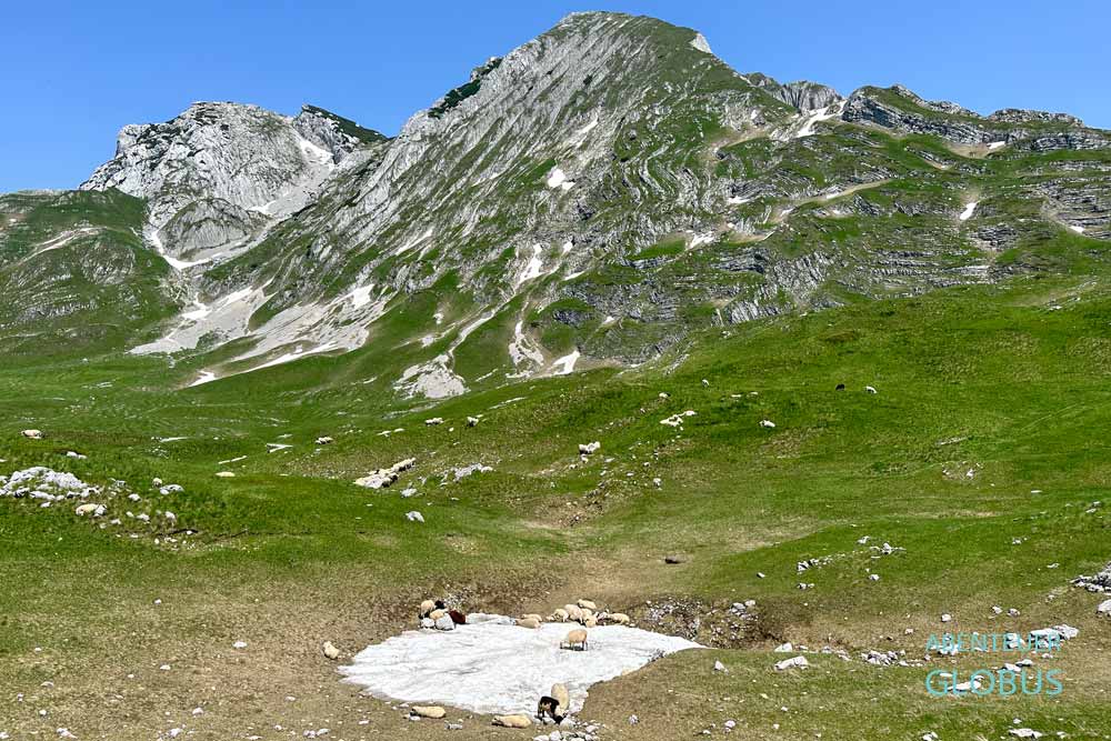 Berg Prutas und Schafe im Schnee am Durmitor-Ring im Nationalpark Durmitor