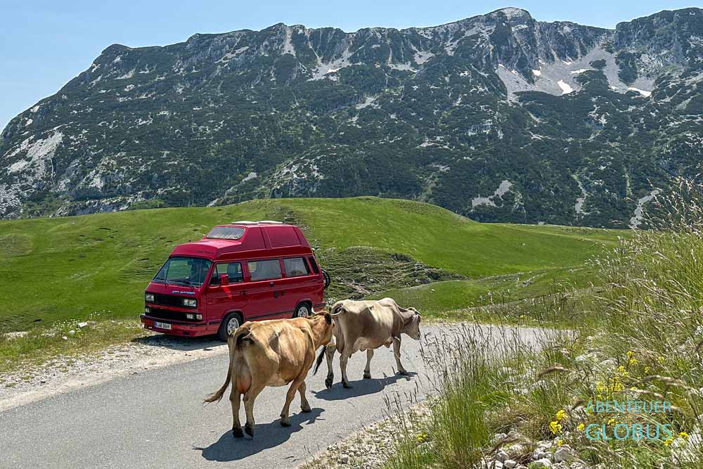 Panoramastraße Durmitor-Ring mit Camper und Kühen im Nationalpark Durmitor