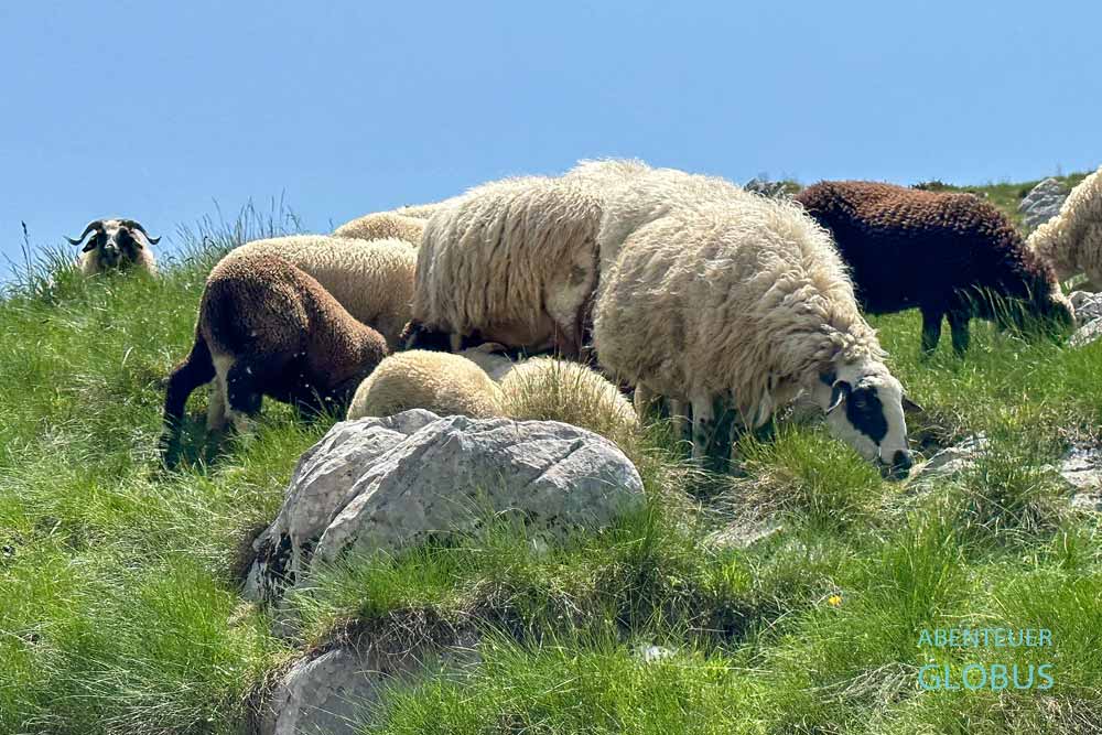 Schafherde im Nationalpark Durmitor