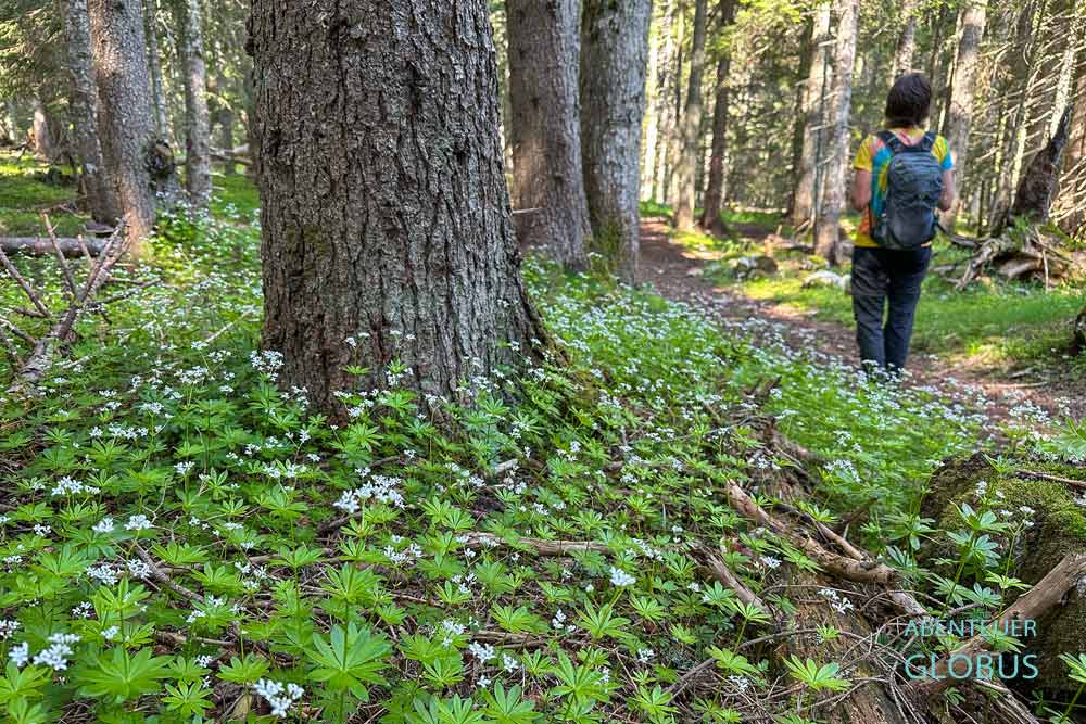Wanderung um den Schwarzen See bei Zabljak im Durmitor Nationalpark