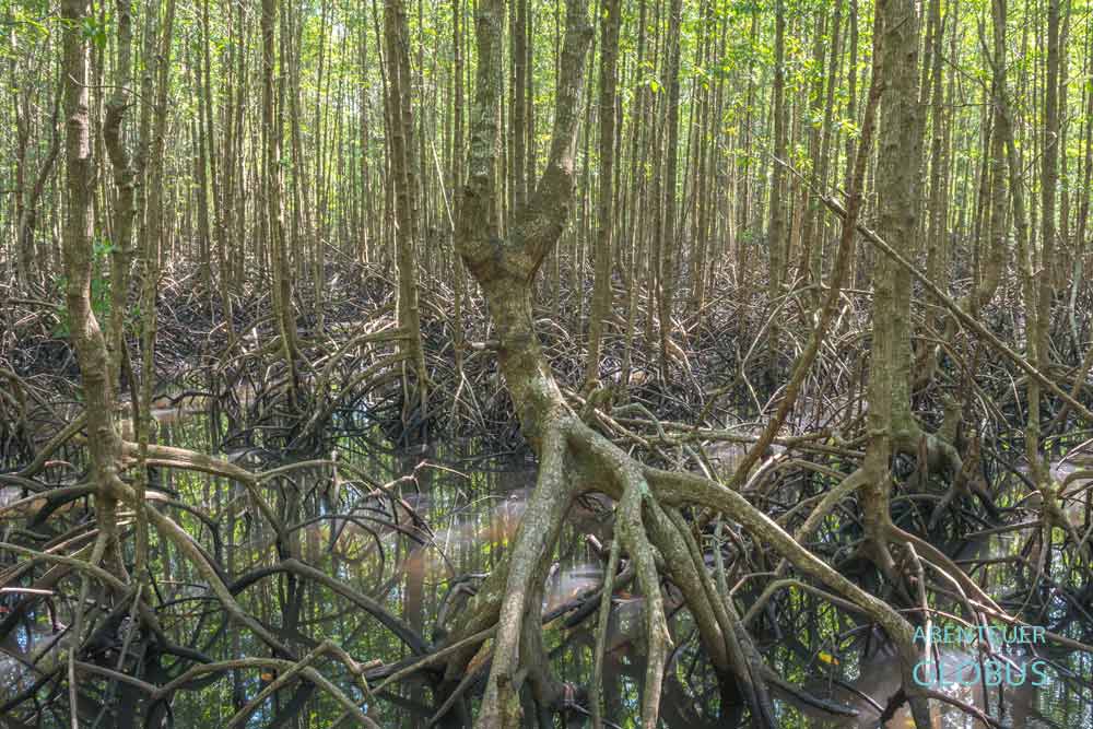 Kajaktour in Krabi durch den Mangrovenwald Ao Thalane
