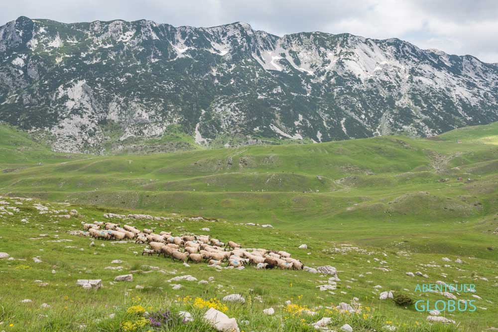 Weidende Schafe im Nationalpark Durmitor