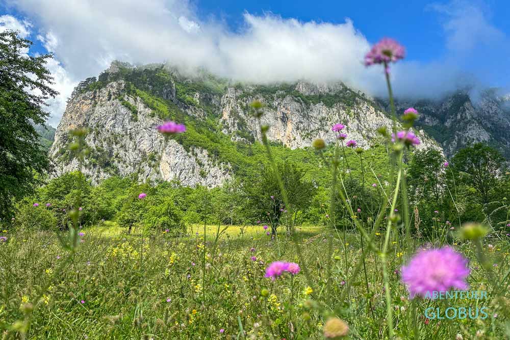 Almwiese mit Blumen in der Tara Schlucht im Nationalpark Durmitor