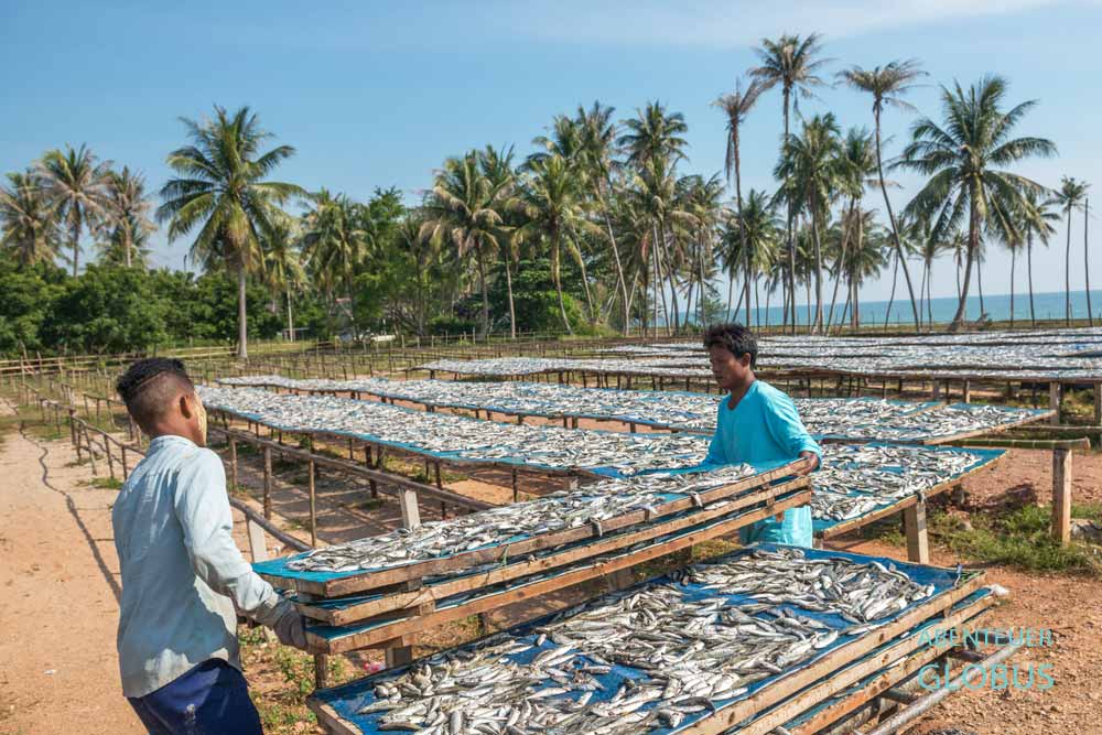 Fische trocknen in der Sonne nahe Bang Saphan