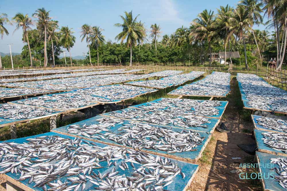 Fischtrocknung auf Gestellen bei Bang Saphan